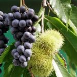 ¿Permaneces en la Vid?